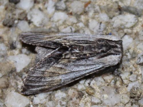 Harpyia milhauseri